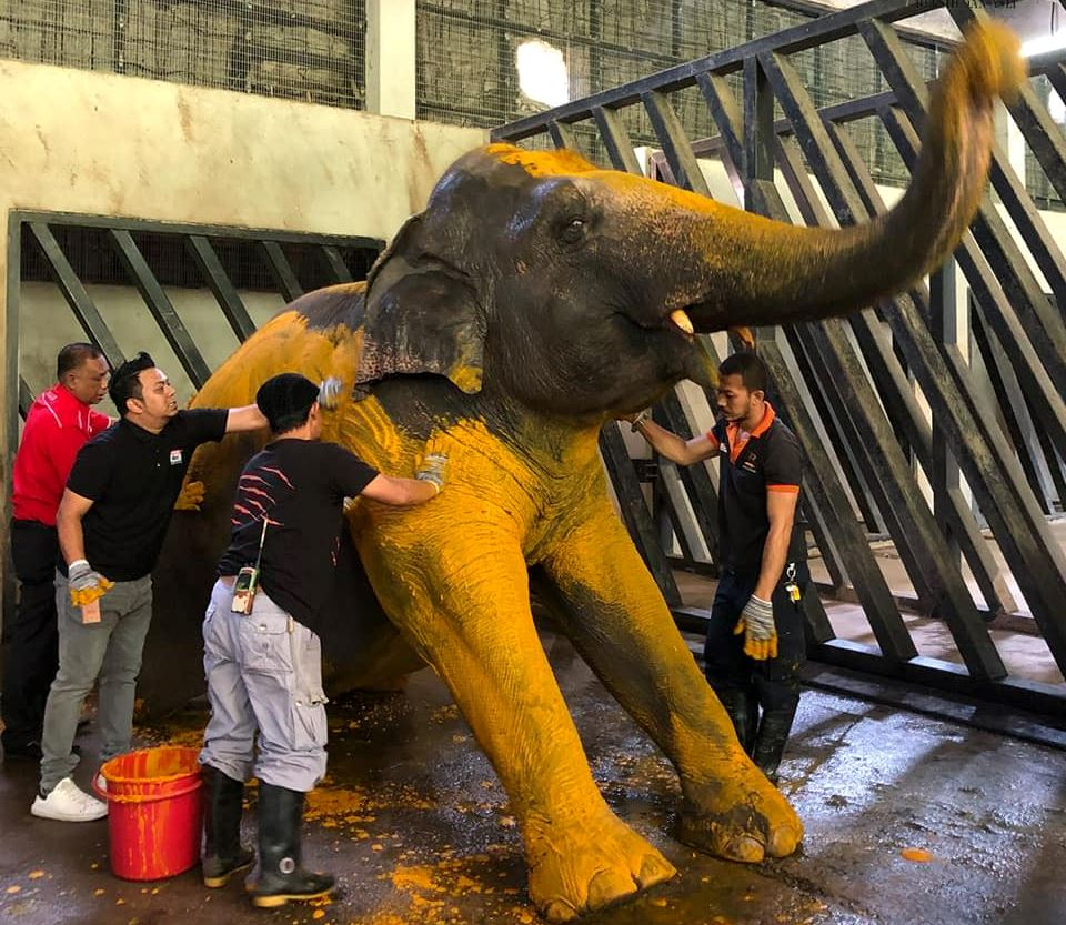 “it’s spa day!” elephant in zoo negara gets turmeric bath, netizens amused!