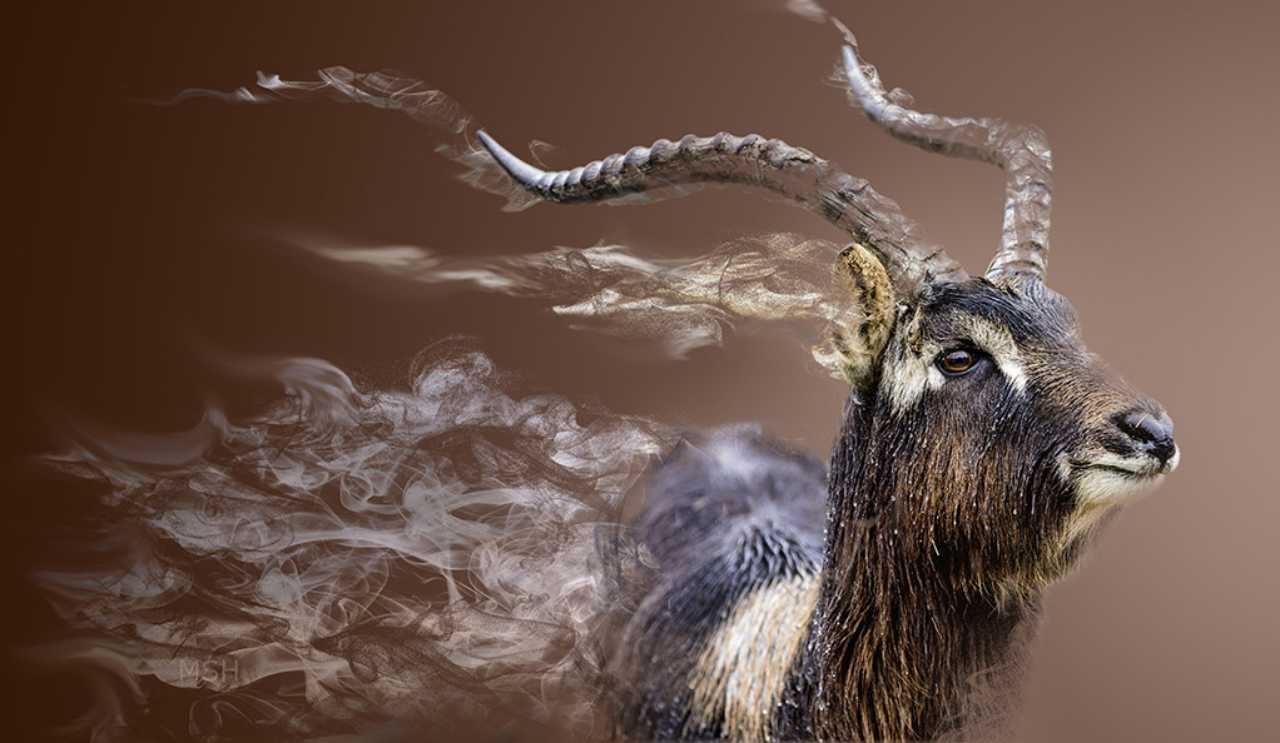 menjelang 2100, bumi akan alami kepupusan besar-besaran, kini fasa ke-6