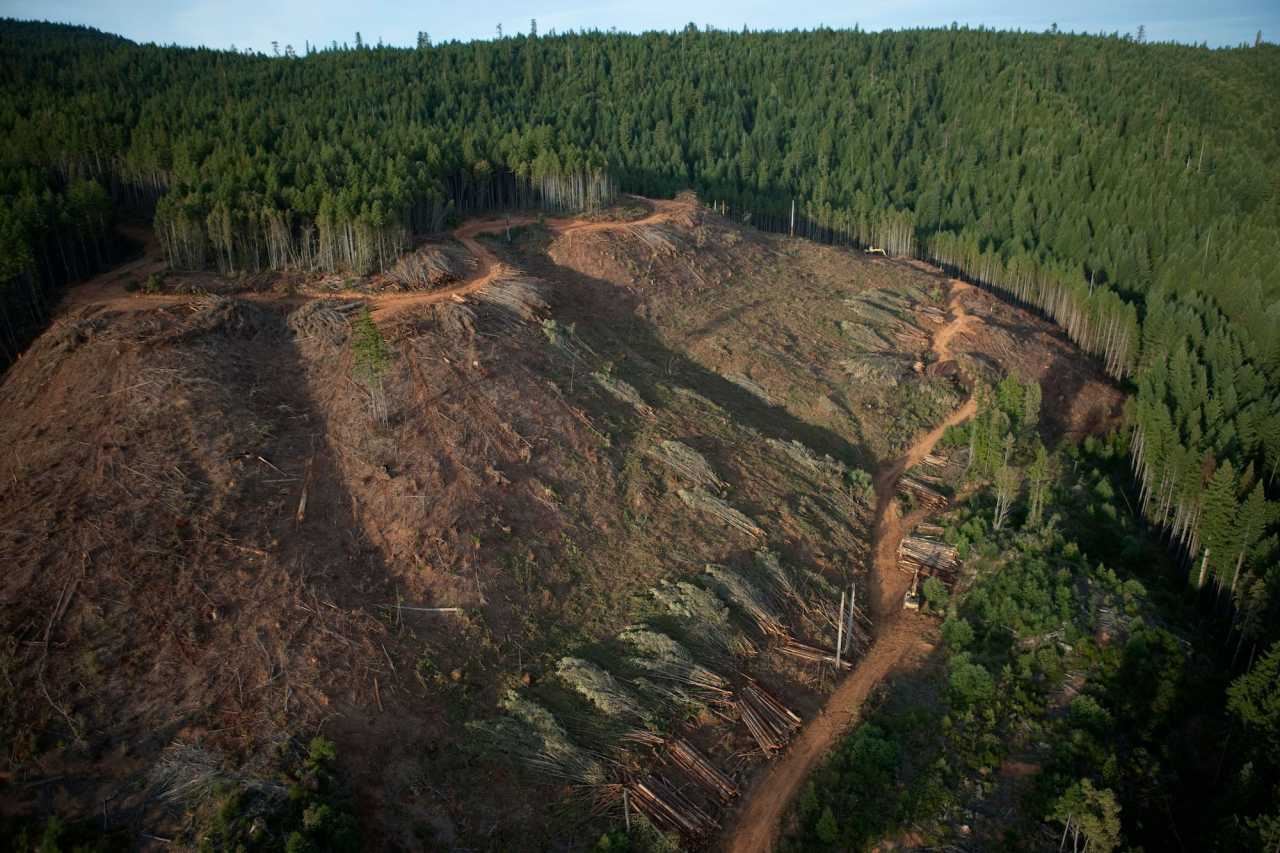 menjelang 2100, bumi akan alami kepupusan besar-besaran, kini fasa ke-6