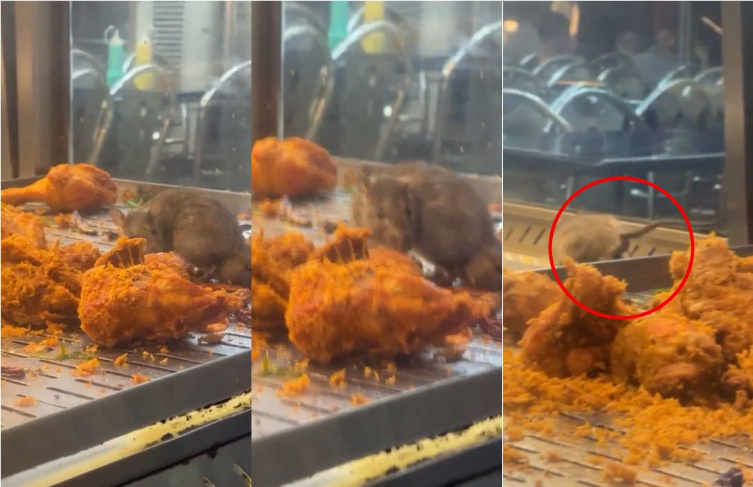 moh asks netizens for information after video of rat poking round fried chicken went viral! 