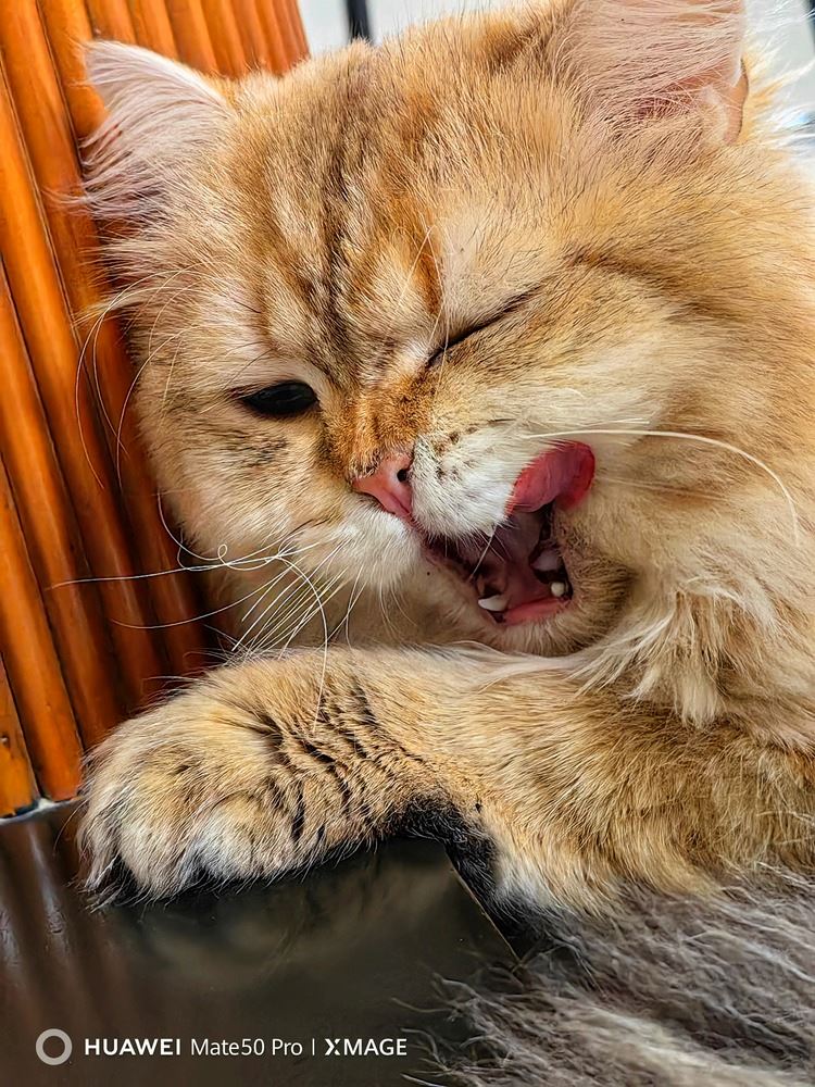 Close up shot of cat licking its face