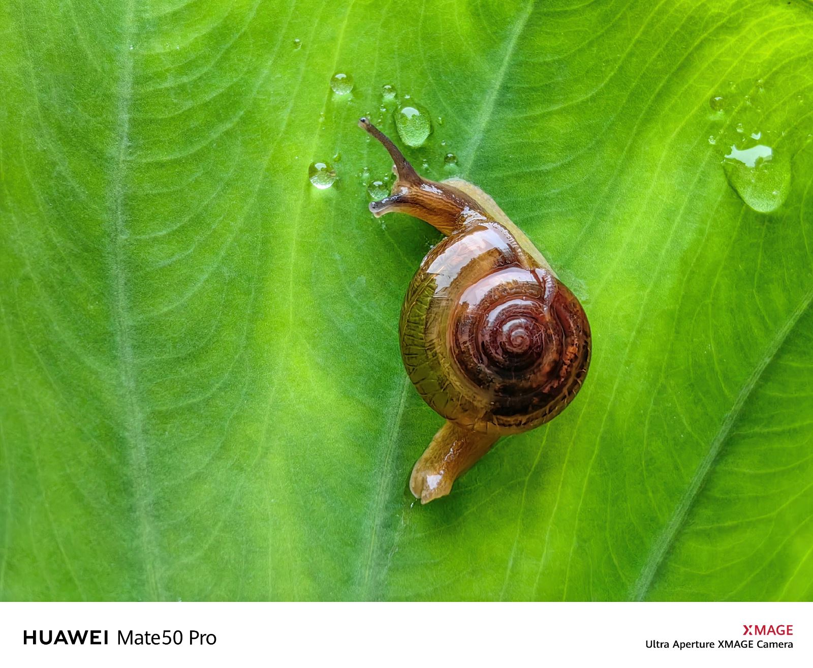 Gambar profesional huawei mate50 pro kunlun glass edition