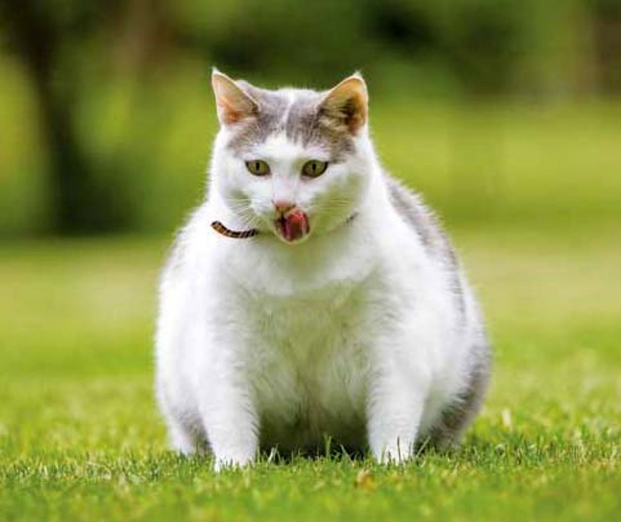 lebih tiga juta kucing di britain alami masalah obesiti