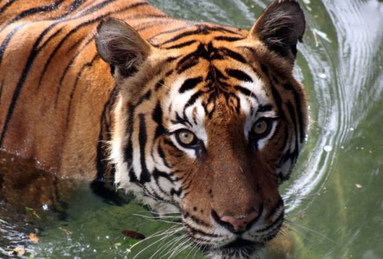 harimau spotted in perak? perhilitan says no sign of tiger from viral video