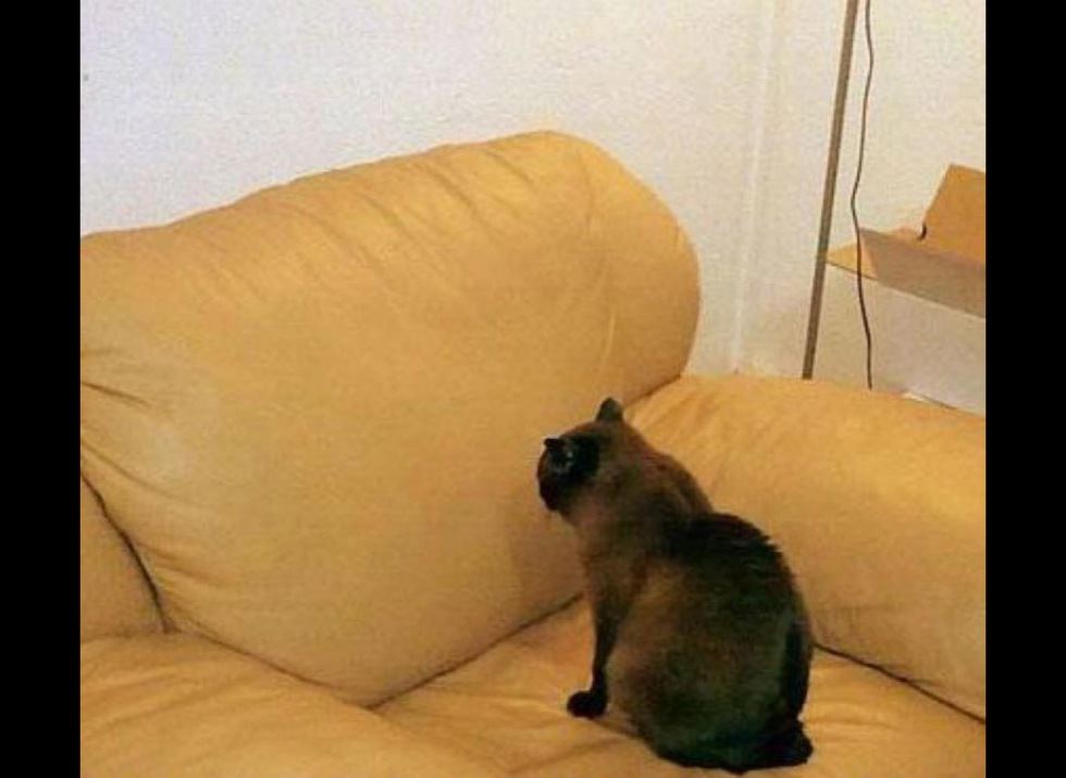 ini cara nak pujuk kucing yang merajuk sebab cemburu 