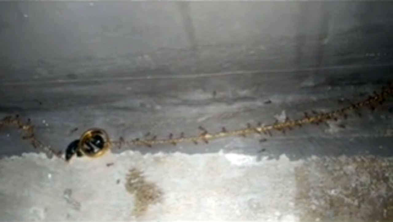 video semut bawa lari rantai emas tarik perhatian ramai