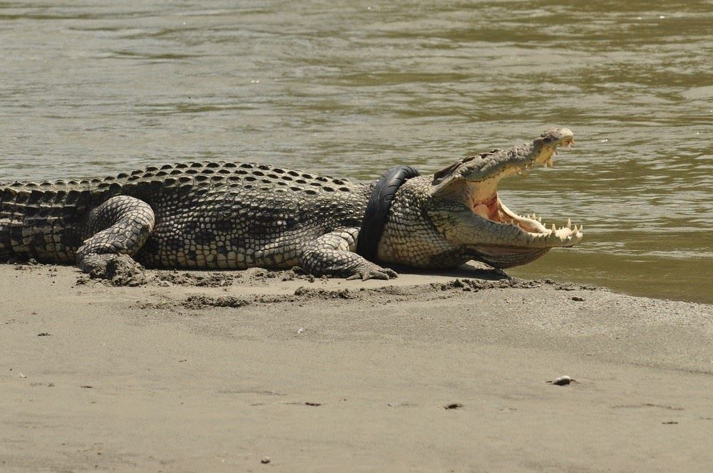 crocodile with tire around its neck finally free after six years