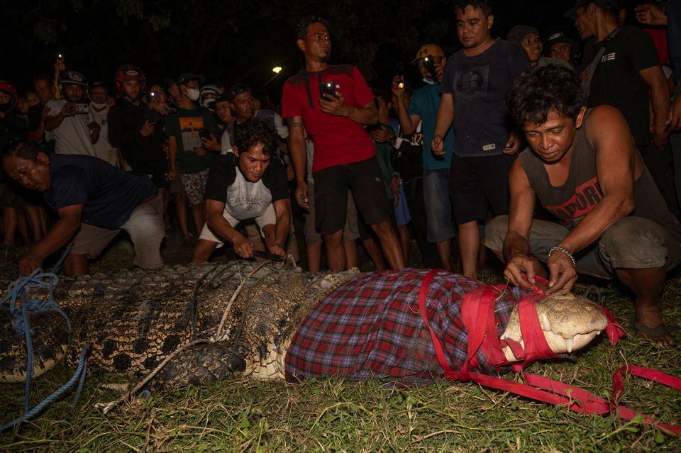 crocodile with tire around its neck finally free after six years