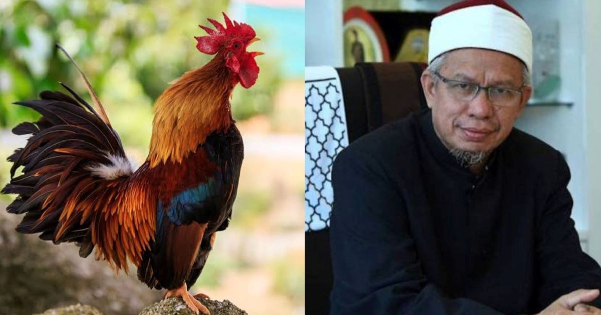 zayan : ayam jantan berkokok tanda kehadiran malaikat? ini jawapan dr zulkifli al-bakri