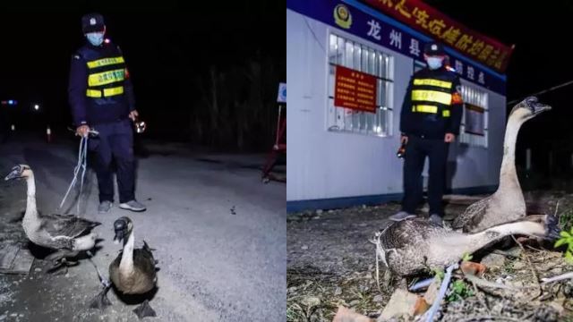 sempadan china guna angsa untuk halau pendatang asing tanpa izin