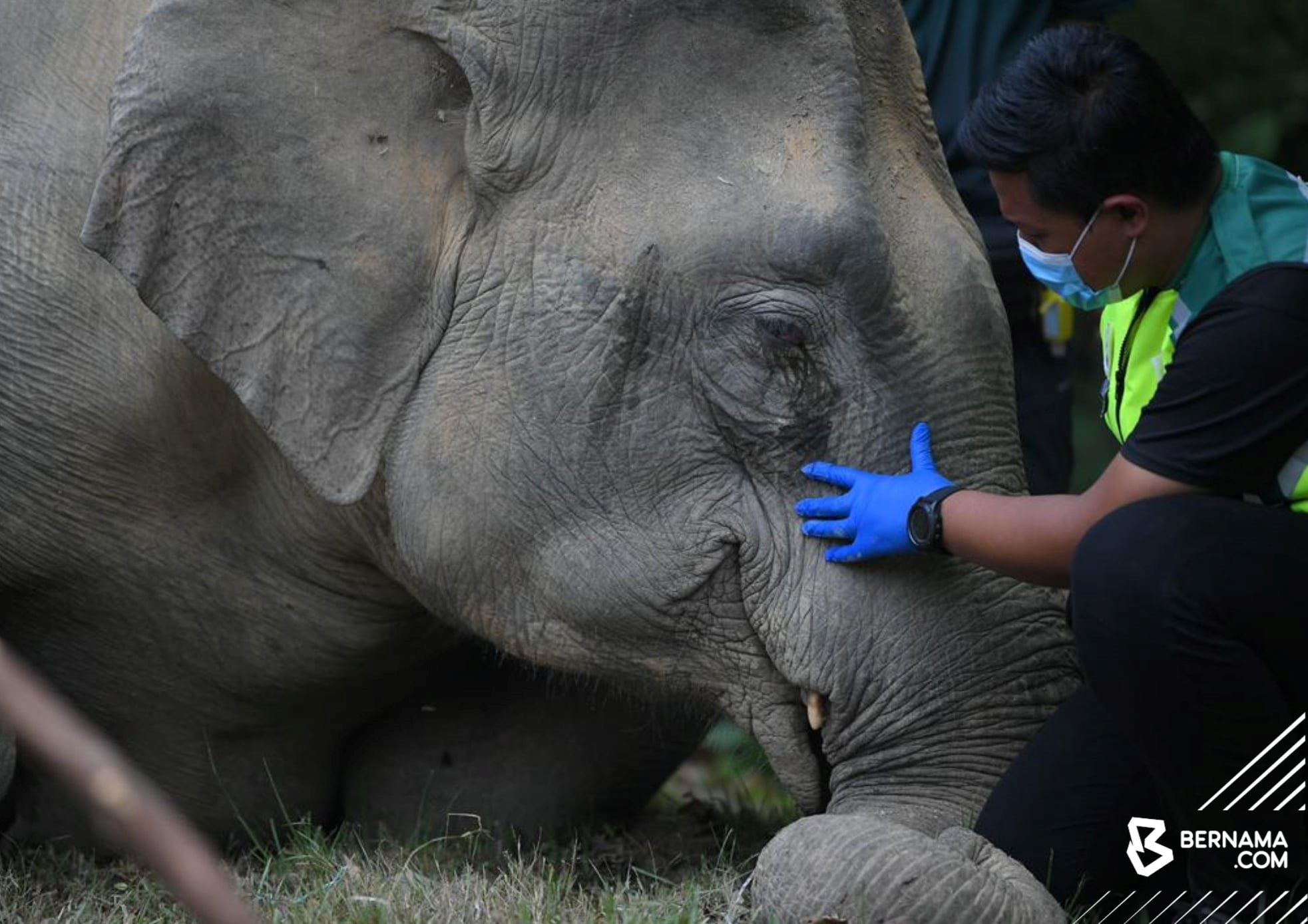 female elephant found dead by the roadside in kedah