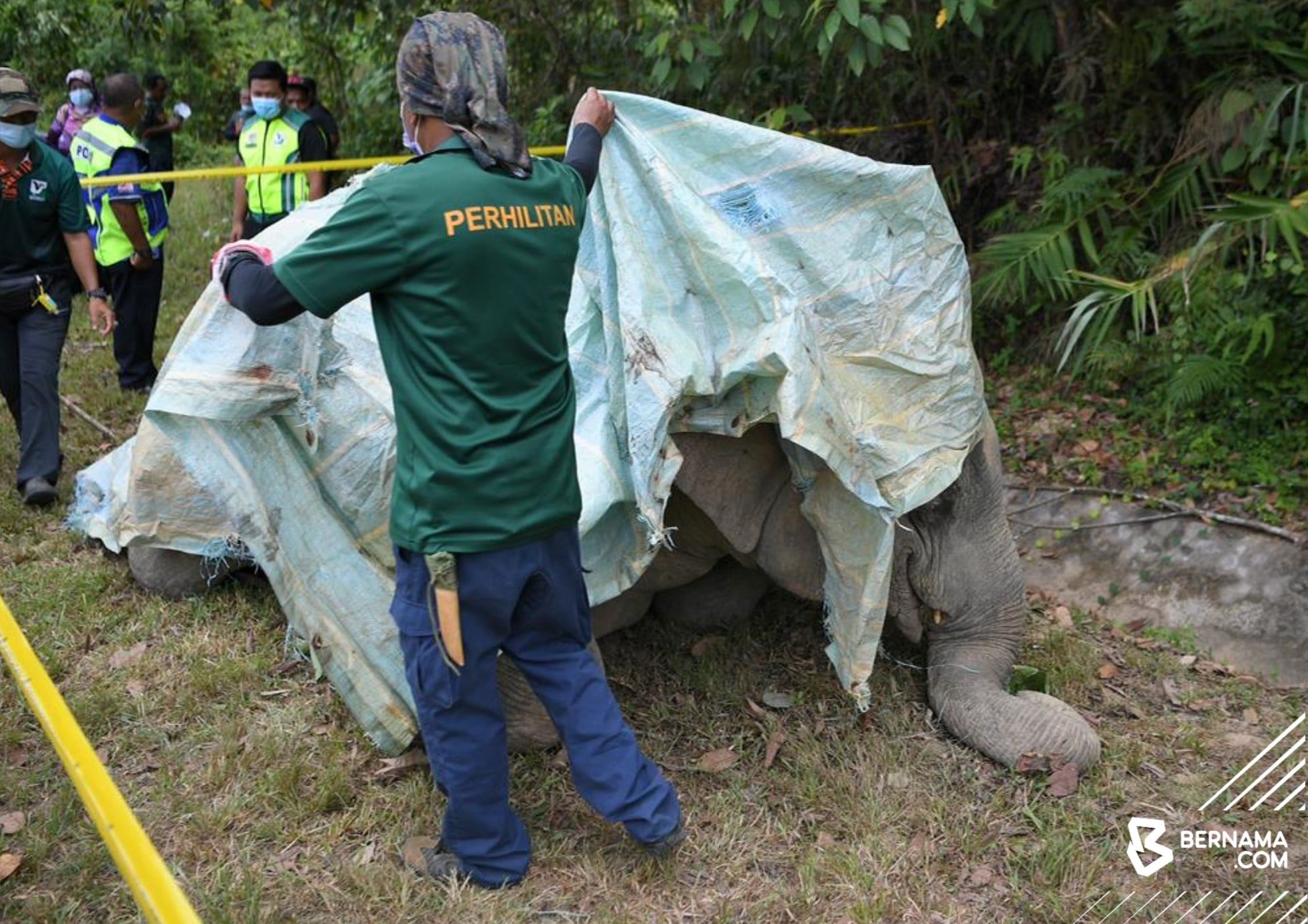 female elephant found dead by the roadside in kedah