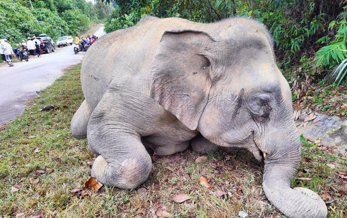 penduduk terkejut temui bangkai gajah betina di tepi jalan, didakwa termakan racun