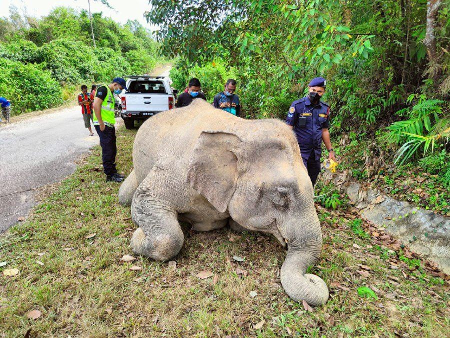 female elephant found dead by the roadside in kedah