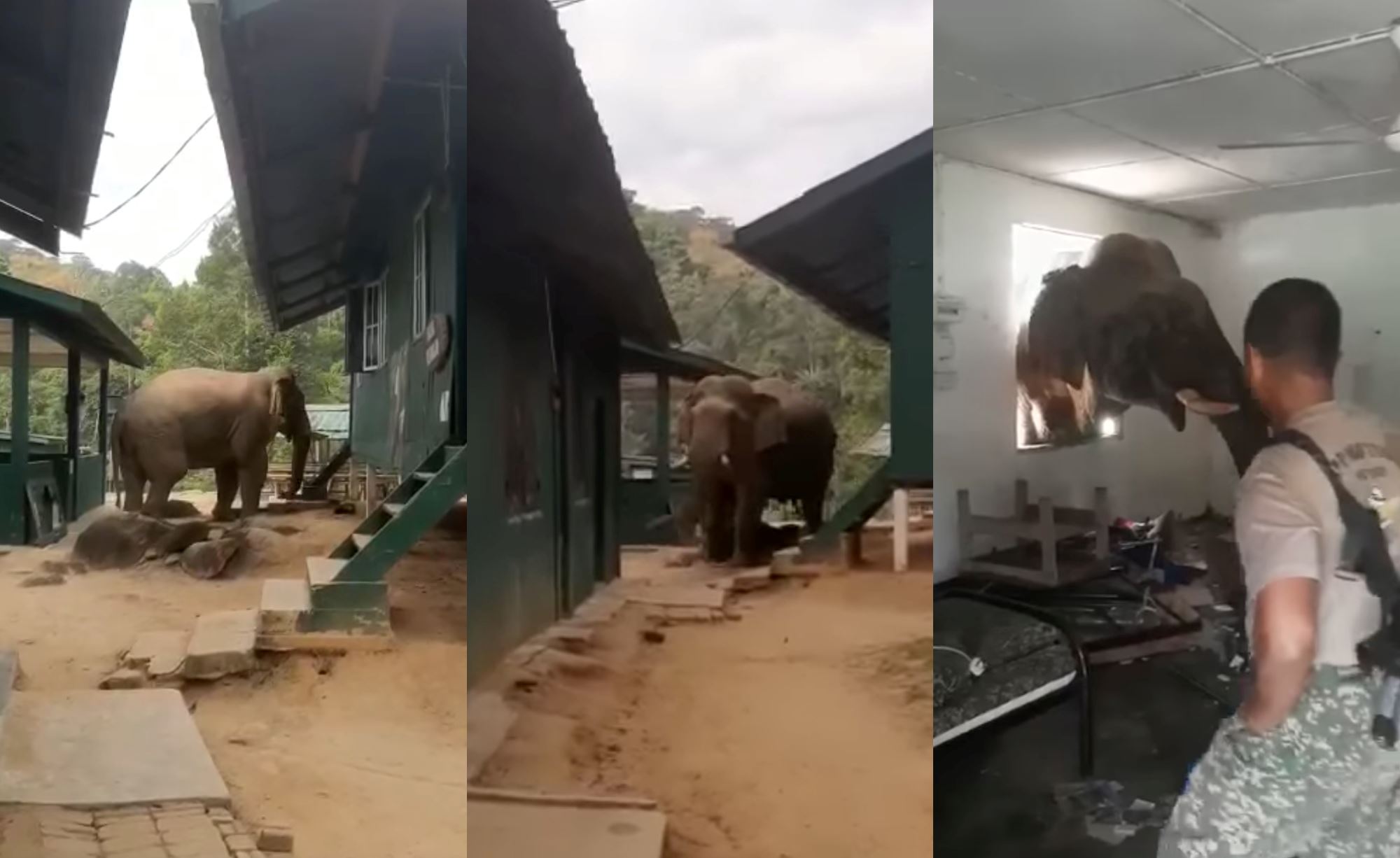 wild elephant caught on camera “invading” military ration depot in perak, looking for food