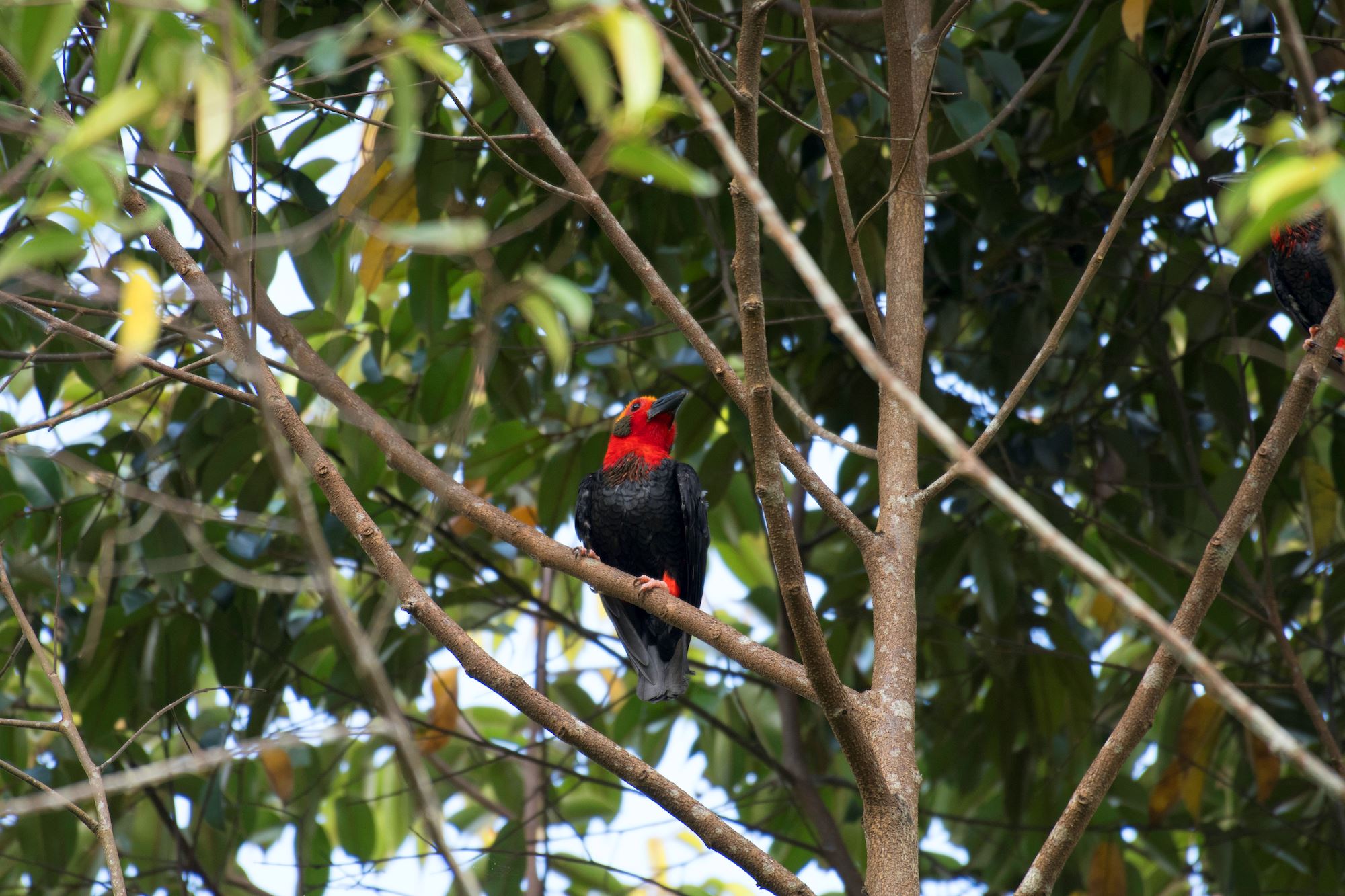 Kubah birding tour Sia Sitok Sarawak