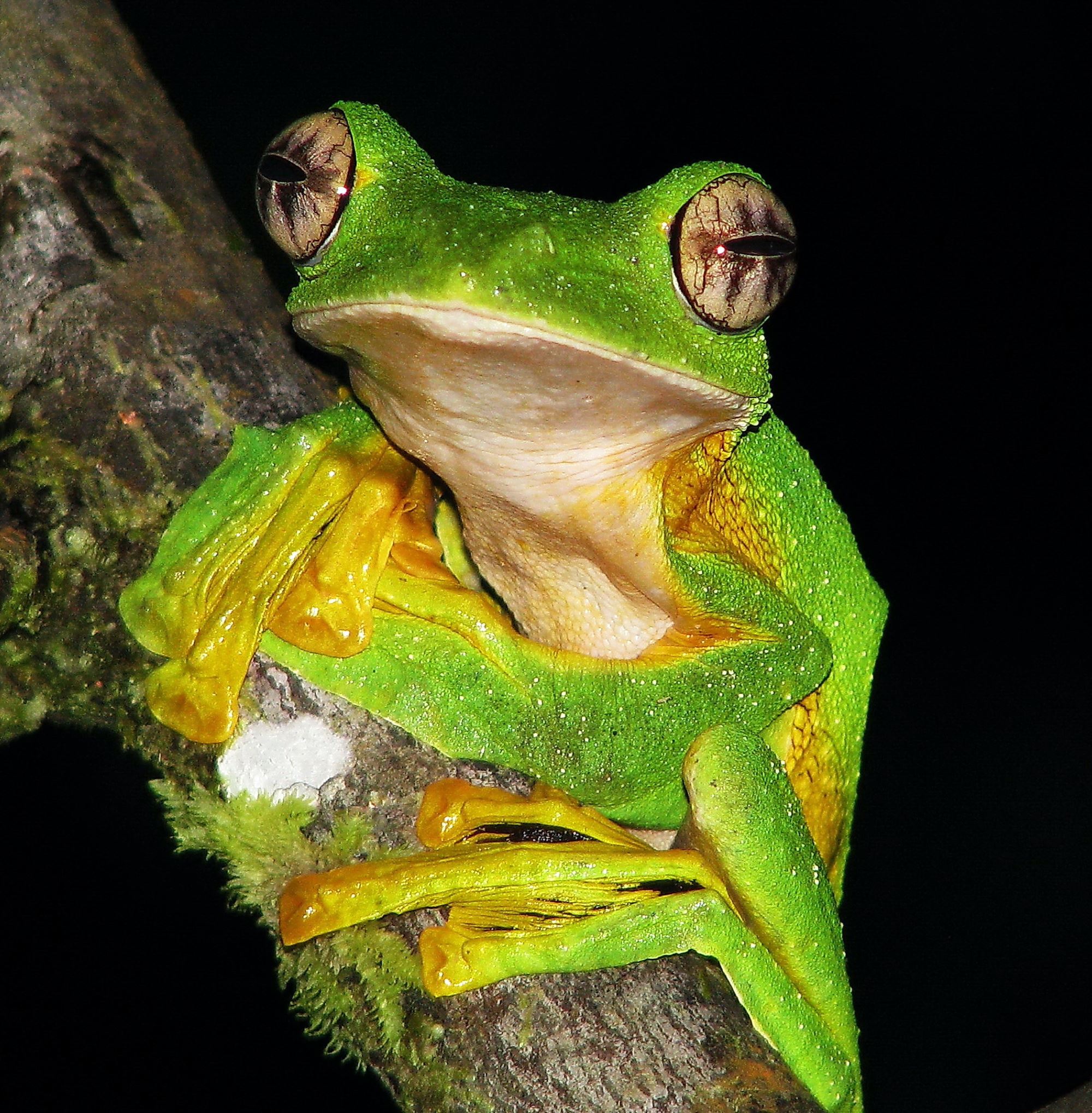 Night frogging tour Sia Sitok Sarawak