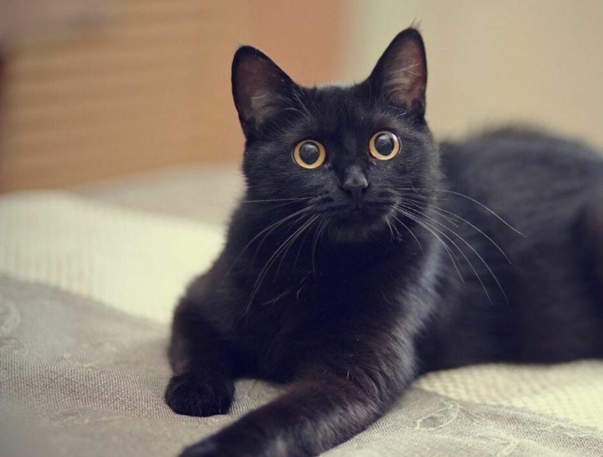 kajian dapati kucing tahu beza mana satu suara tuannya