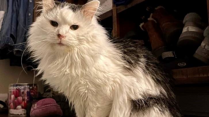 the internet mourns the loss of our favourite tiktok cat, pot roast