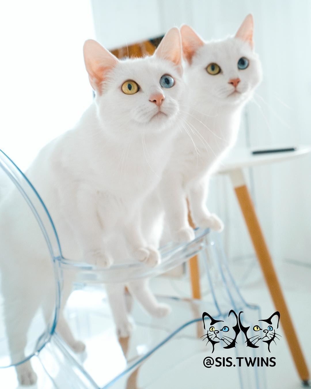 digelar kucing kembar tercantik, si putih ini ada 200,000 followers instagram