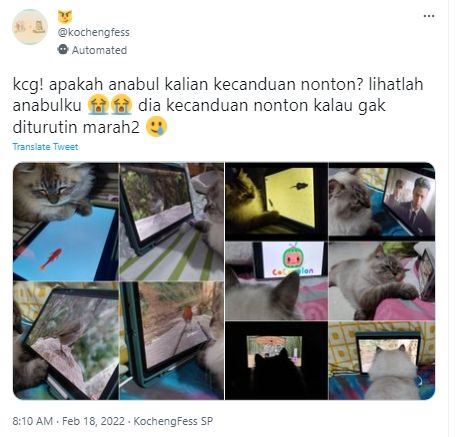 unik, kucing ini ketagih tonton k-drama, kartun cocomelon