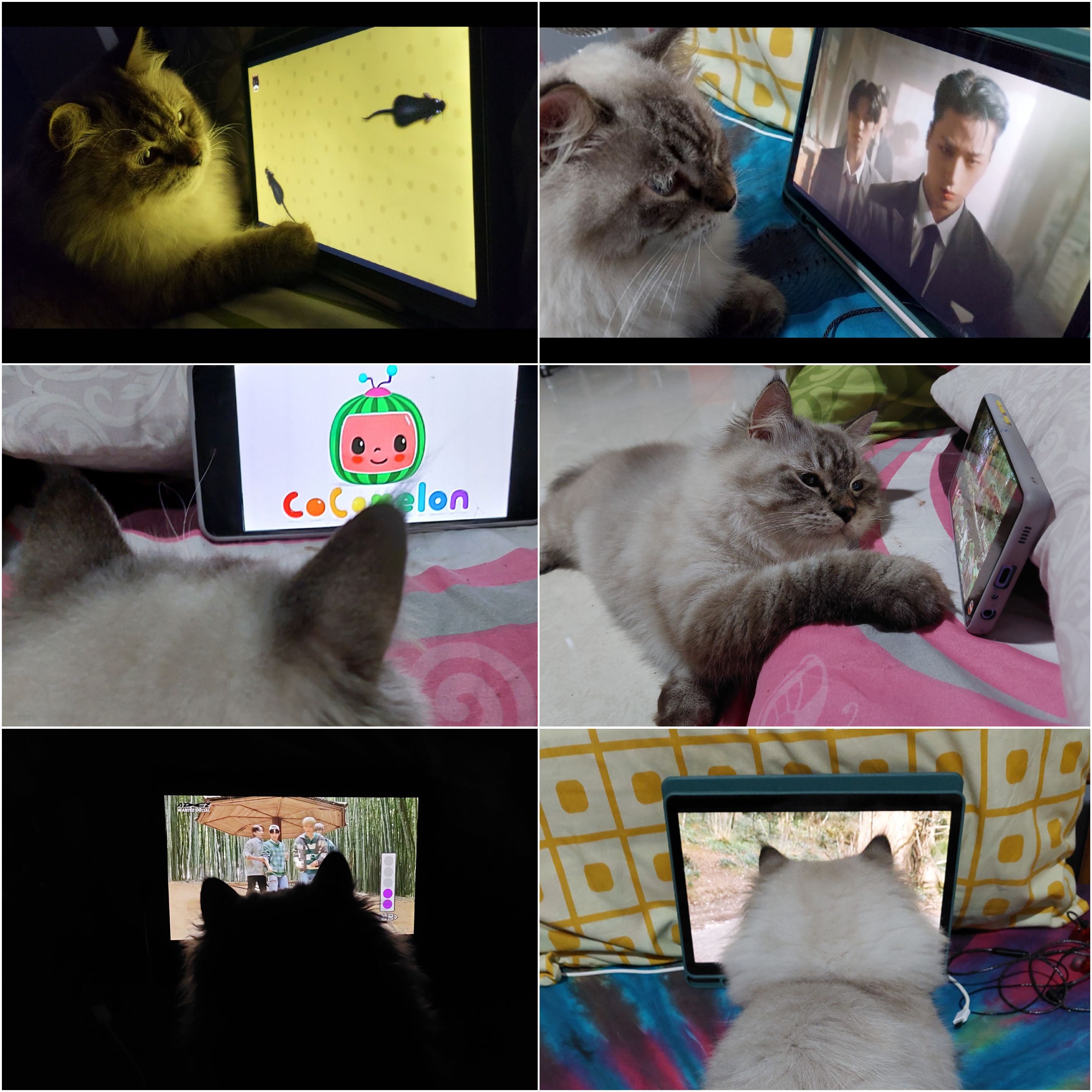 unik, kucing ini ketagih tonton k-drama, kartun cocomelon