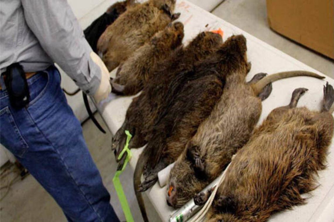 tikus bersaiz sebesar kucing serang penjara england