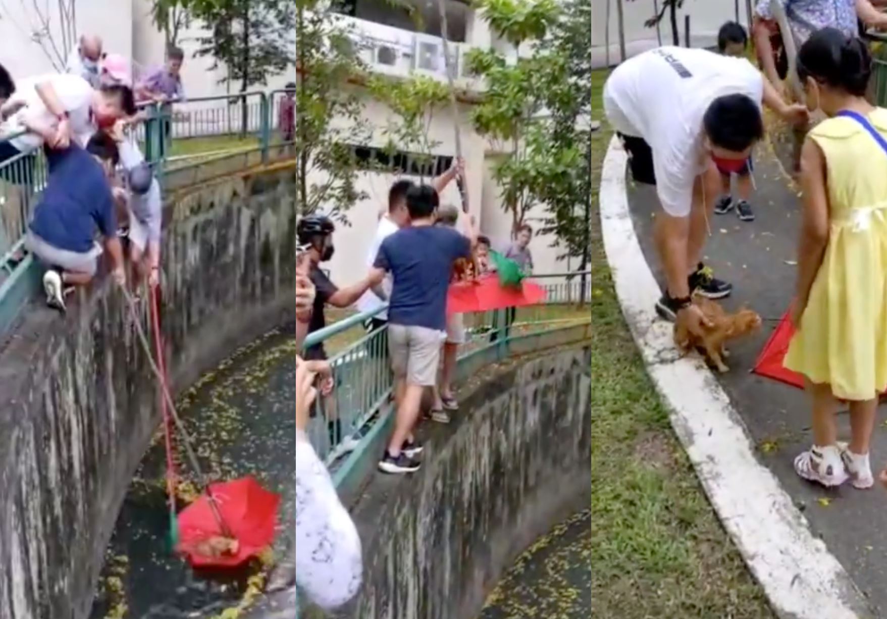 singaporeans bend together to save oyen that fell into a canal in singapore