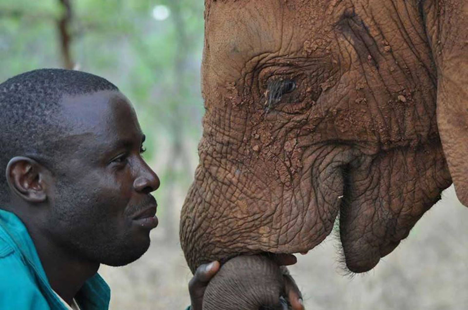 elephants find humans “cute” but here’s the truth!