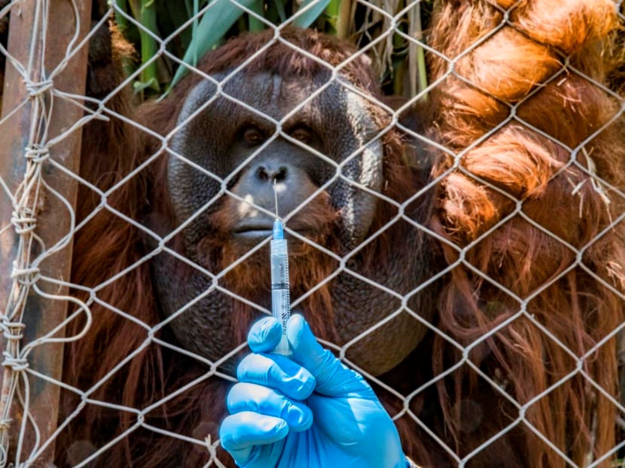 lindung dari wabak, haiwan di zoo juga disuntik vaksin