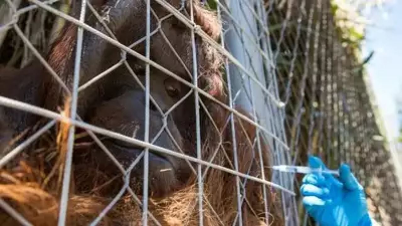 lindung dari wabak, haiwan di zoo juga disuntik vaksin