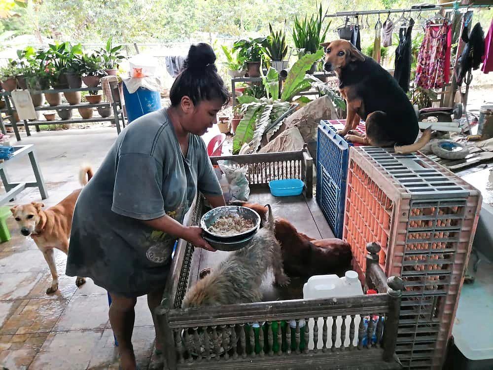 pahang floods claim over 17,000 animal lives