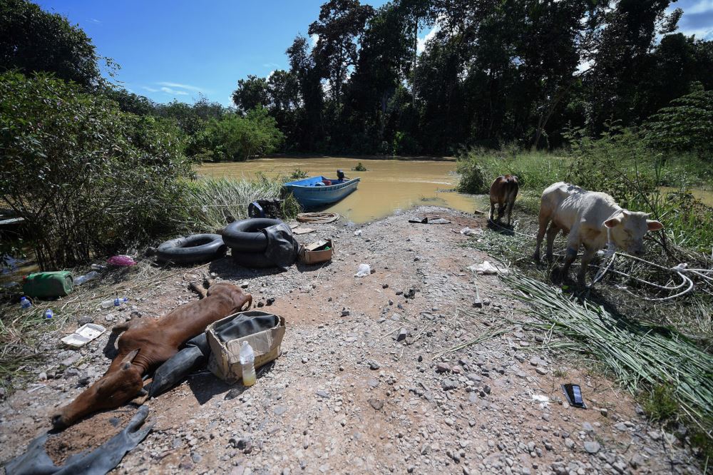 pahang floods claim over 17,000 animal lives
