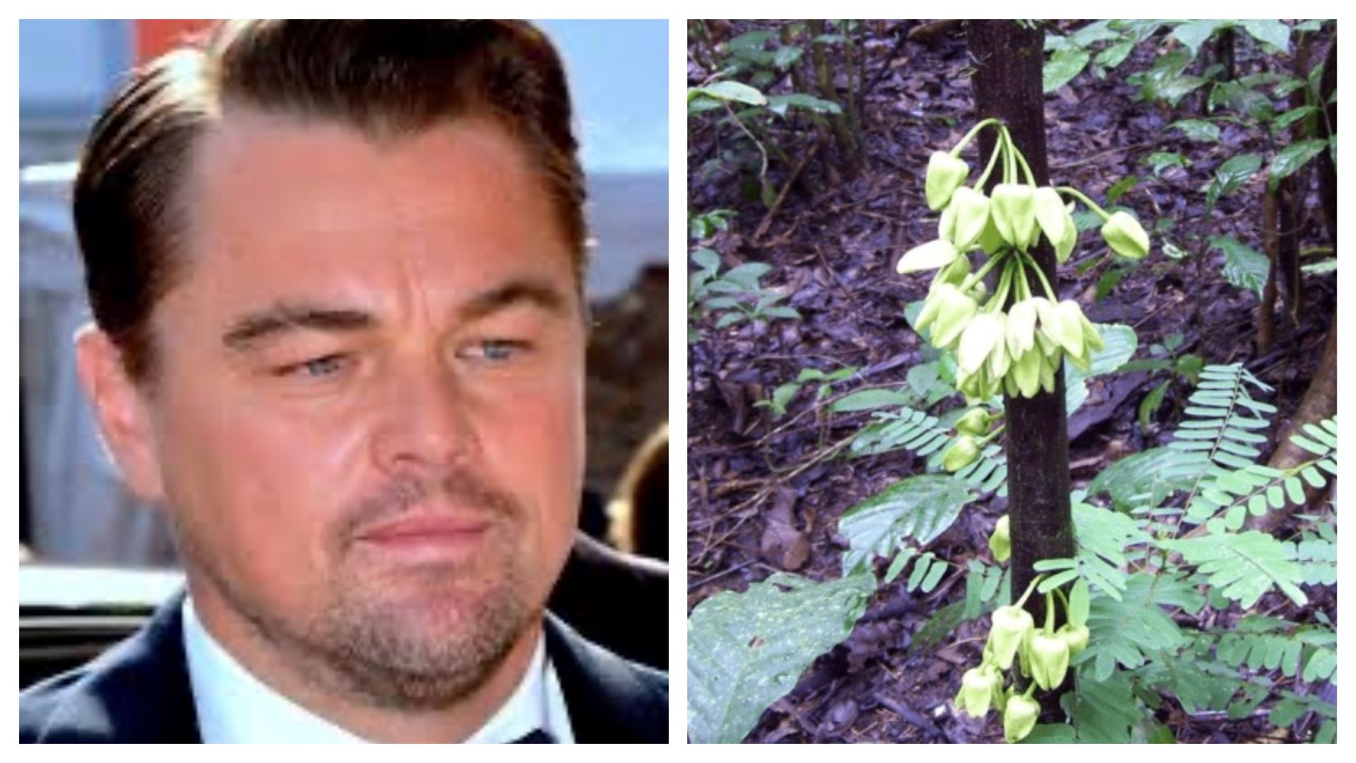 saintis temui spesis tumbuhan baru, namakan sebagai pokok leonardo dicaprio