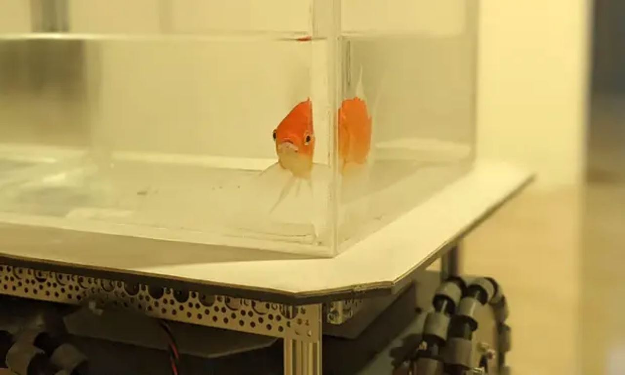 saintis berjaya latih ikan emas pandu sendiri kenderaan