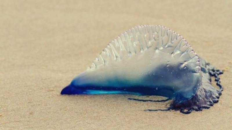 terengganu beachgoers advised to be on high-alert for poisonous jellyfish!