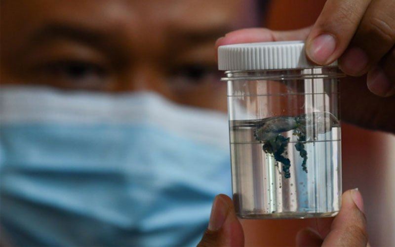 terengganu beachgoers advised to be on high-alert for poisonous jellyfish!