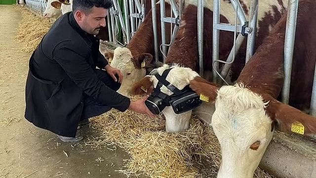 penternak di turki pakaikan kaca mata vr pada lembu, berhasil buat banyak susu