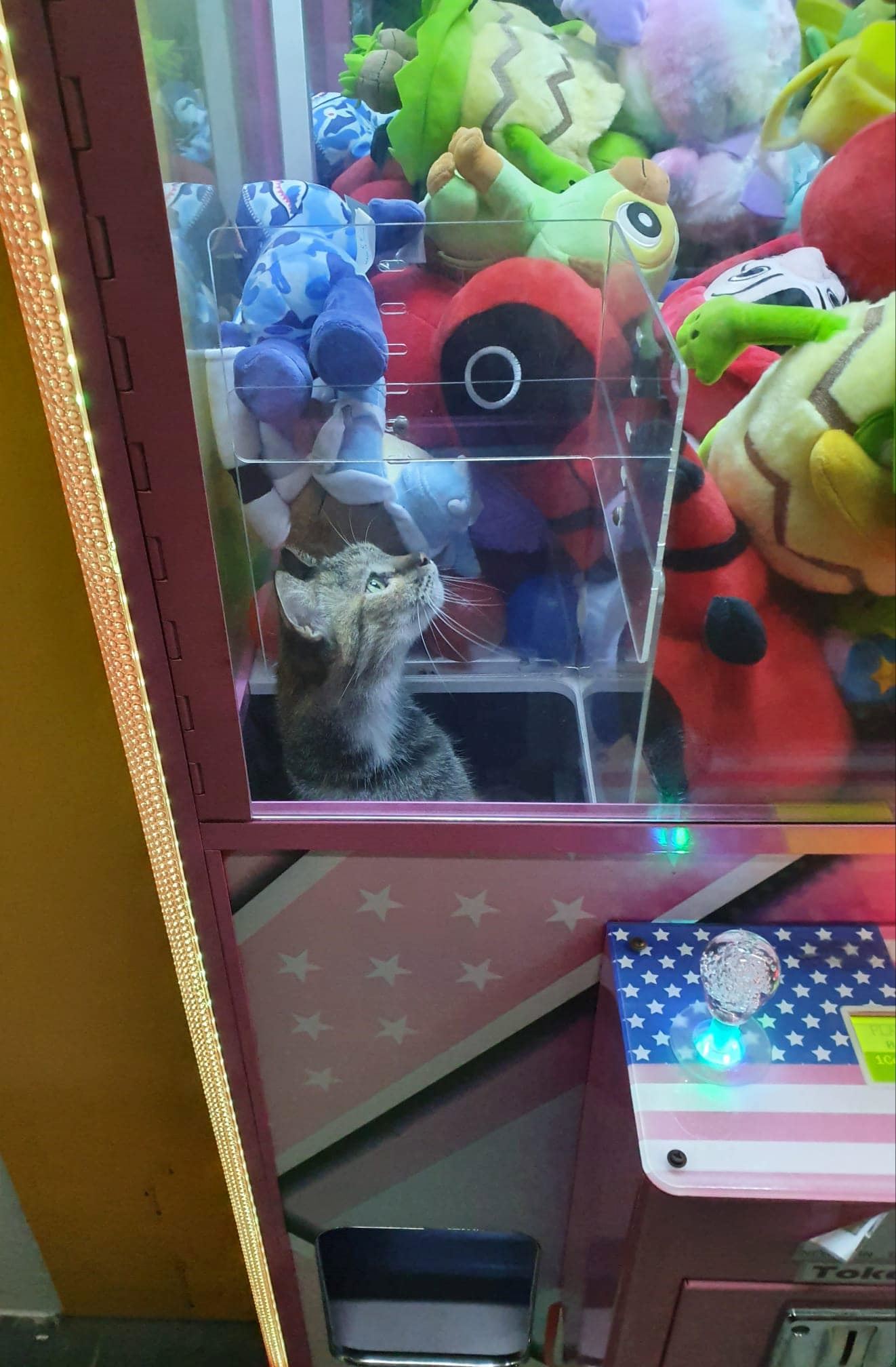 cat climbs in claw machine in singapore, becomes most sought-after prize!