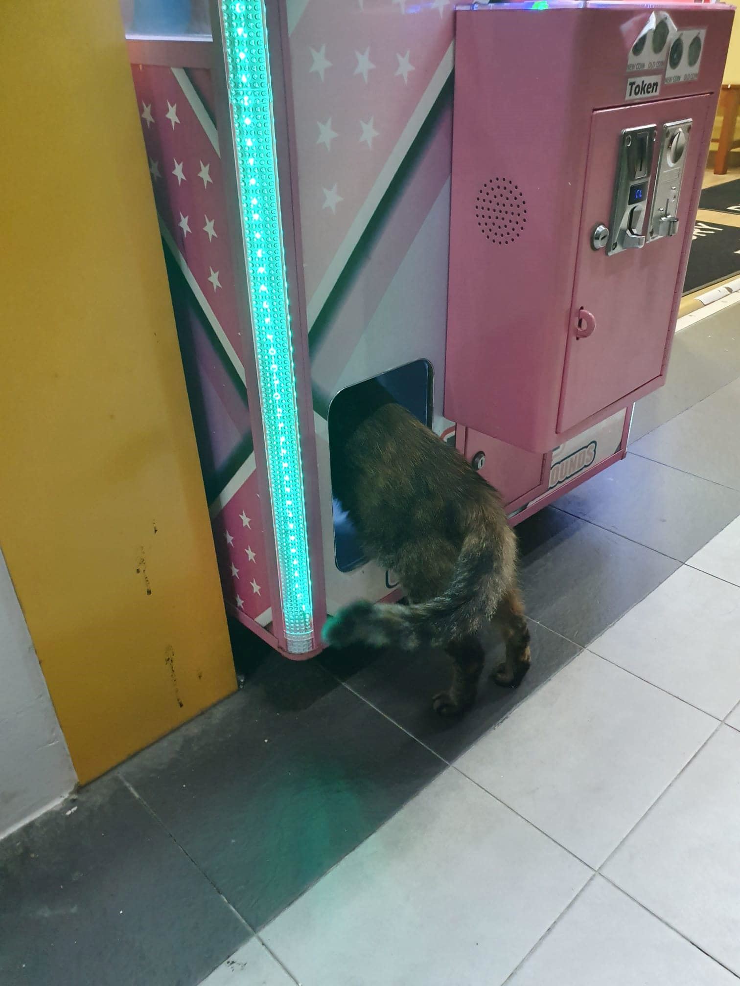 cat climbs in claw machine in singapore, becomes most sought-after prize!