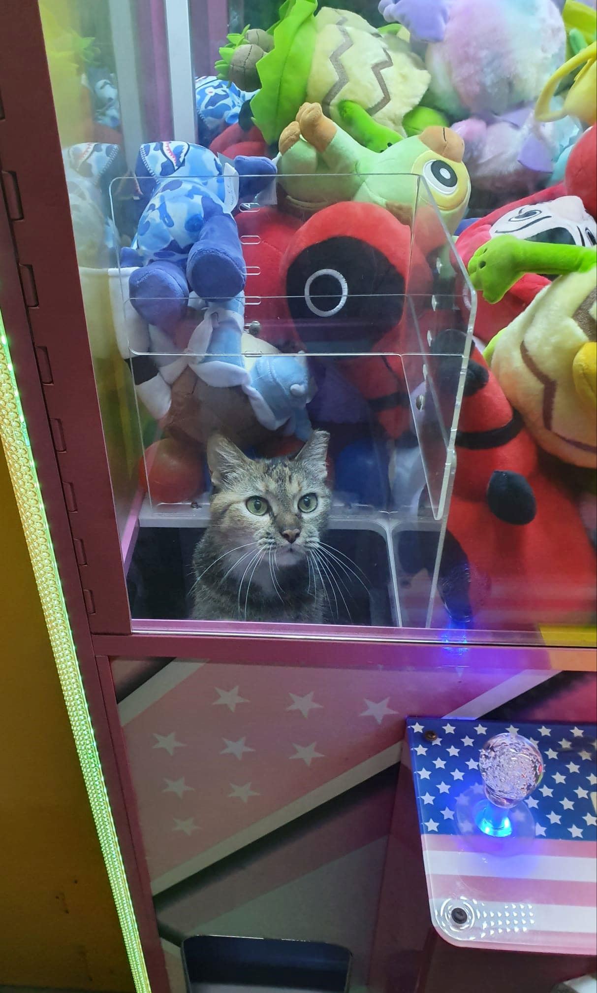 cat climbs in claw machine in singapore, becomes most sought-after prize!