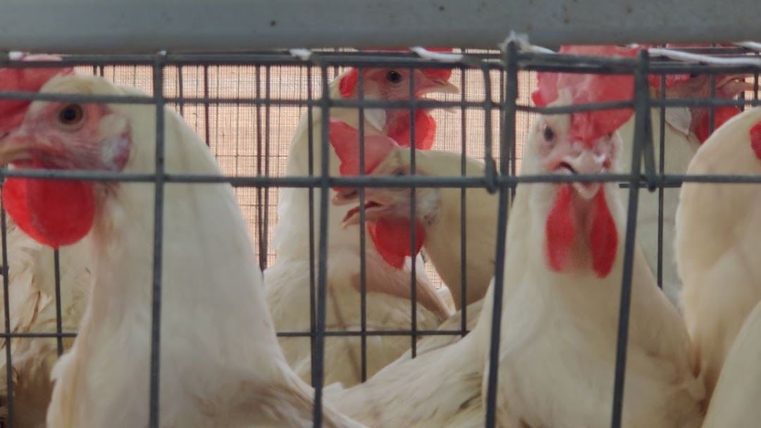 poultry farmer loses 45,000 chicks to pahang floods