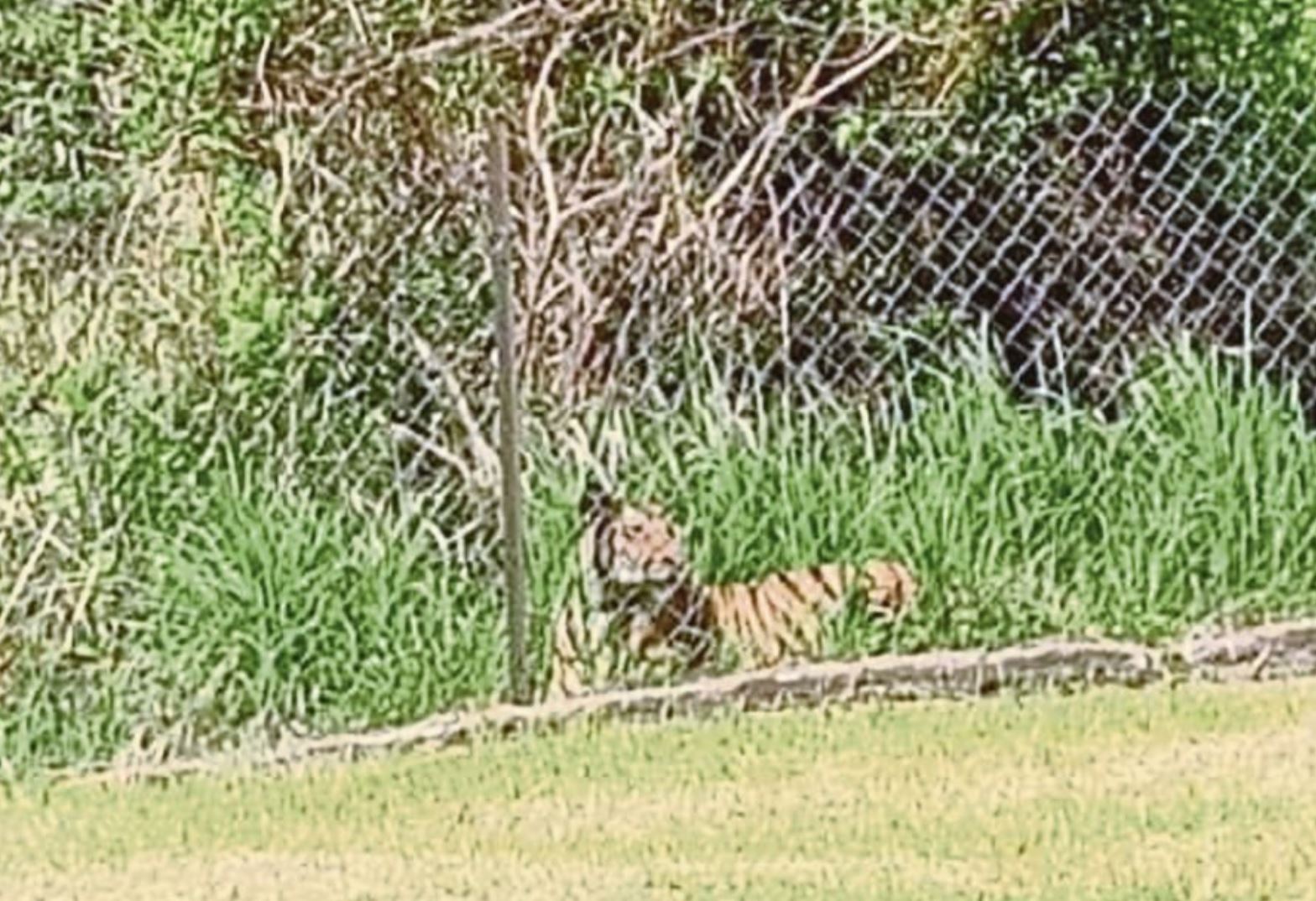 tigers in kelantan may be affected with cdv, says wildlife department