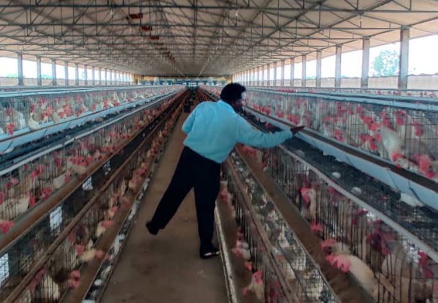 poultry farmer loses 45,000 chicks to pahang floods