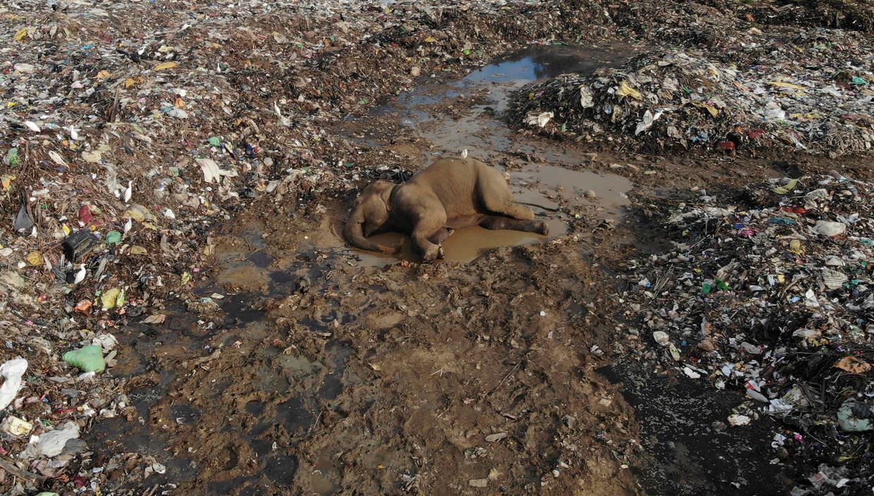 open landfill is killing hungry elephants in sri lanka