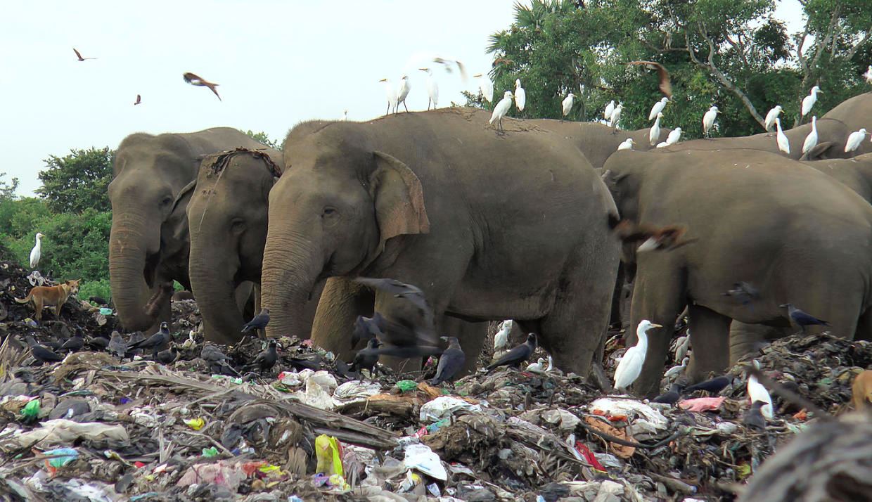 open landfill is killing hungry elephants in sri lanka