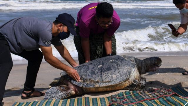 baby turtle found dead on terengganu beach due to plastic ingestion