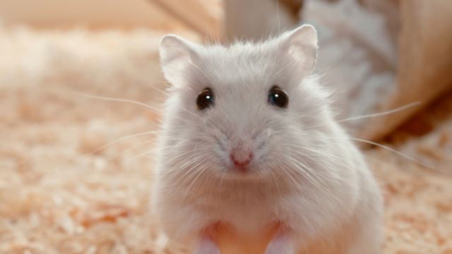 ribuan hamster akan dihapus di hong kong kerana dijangkiti delta