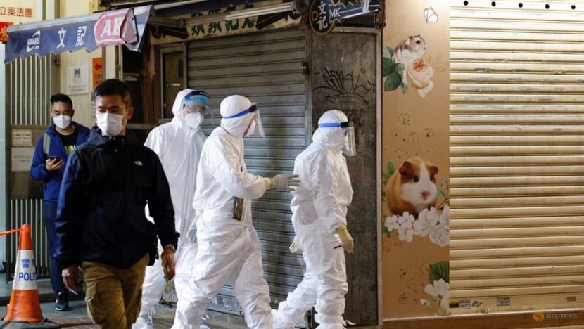 thousands volunteer to adopt hamsters amid covid-19 fears in hong kong