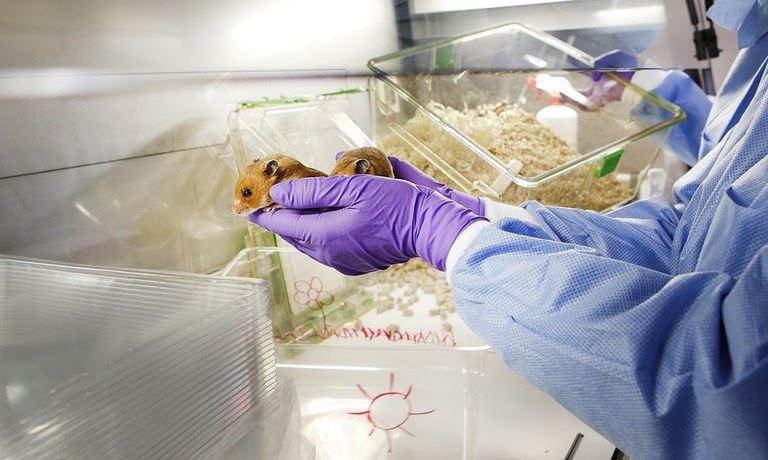 thousands volunteer to adopt hamsters amid covid-19 fears in hong kong